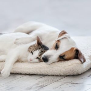 犬や猫の治療費が払えない